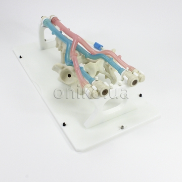 Venous Trainer