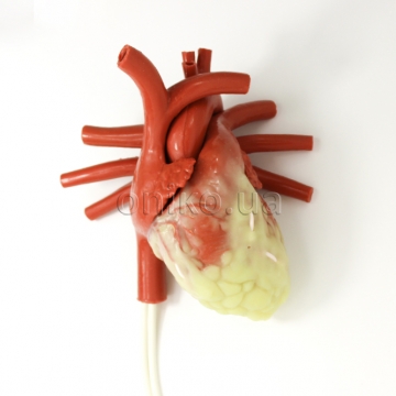 Larger Adult Coronary Artery Bypass Graft Beating Heart with Ancillary Components