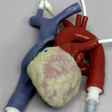 High-Fidelity Training Beating Heart