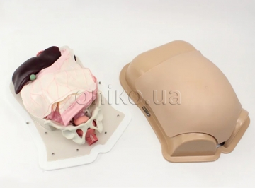 Compact Abdominal Surgery Trainer AST
