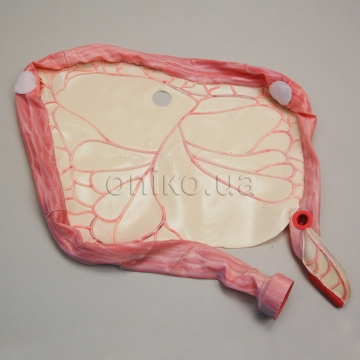 Advanced Colon with Mesocolon Module