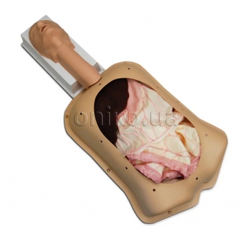 Advanced Abdominal Surgery Trainer AST with Advanced Organs