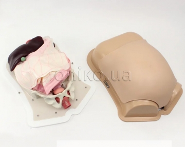 Compact Abdominal Surgery Trainer