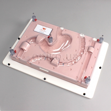 Endoscopy Training System