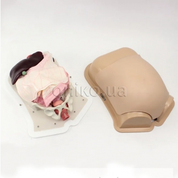 Compact Abdominal Surgery Trainer (AST)