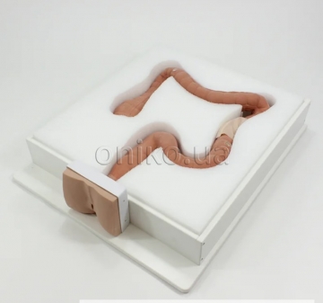 Colonoscopy Trainer