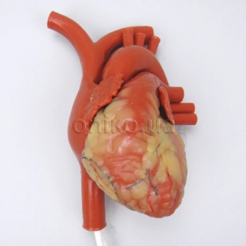 Beating Heart Trainer