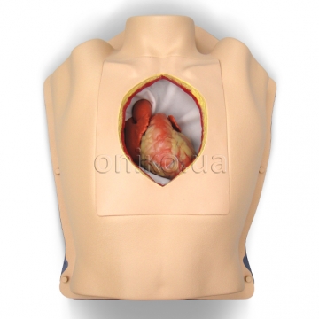 Beating Heart in Thorax Trainer