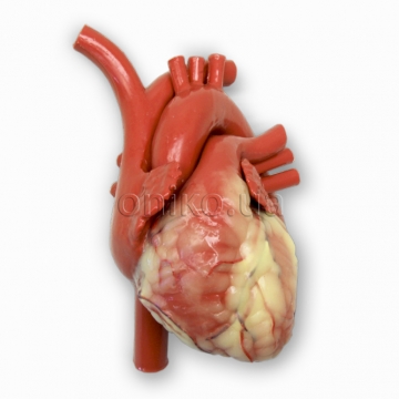 Beating Heart Trainer with Acceleration