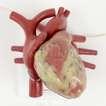 Cannulatable Larger Beating Heart Trainer