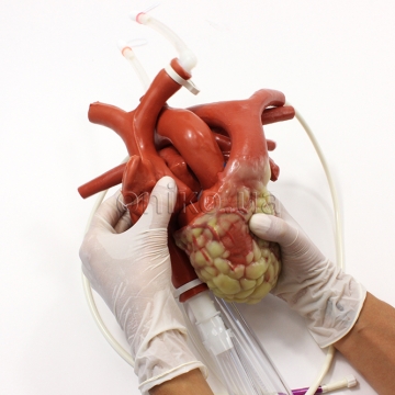 Cannulatable Larger Heart