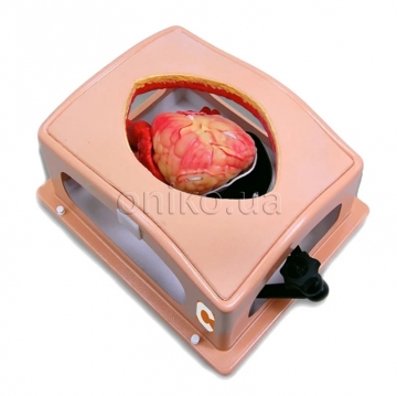 Heart Case Trainer