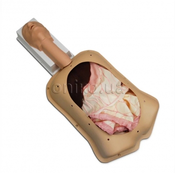 Advanced Abdominal Surgery Trainer AST with Advanced Organs
