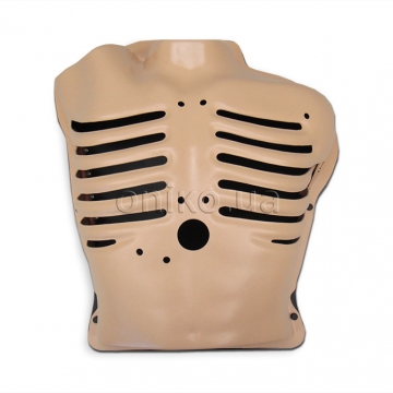 Thorax Model with Movable Ribs