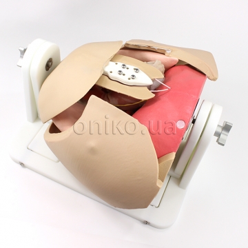 MICS Thorax Model