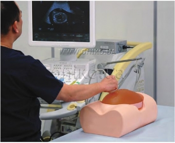 Ultrasound models